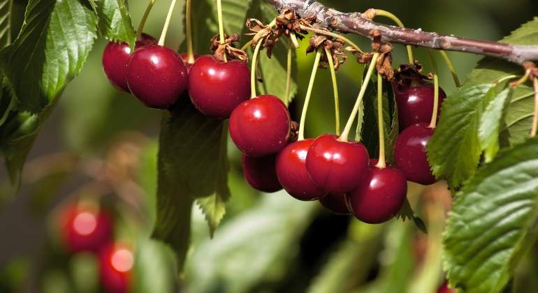 cerezas_agro_industria_alimentaria_chile_ee.jpg