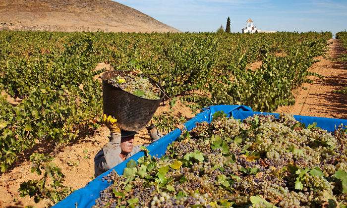 vendimia-andalucia-alamy.jpg