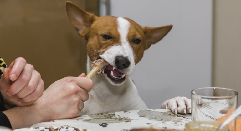 perro-alimento-getty-770.jpg