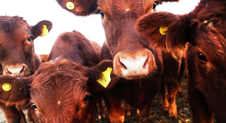 vacas-bloomberg.jpg