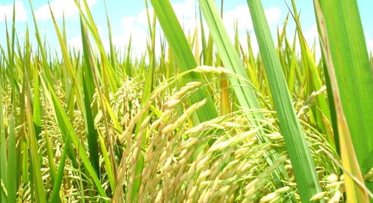 cultivo-arroz