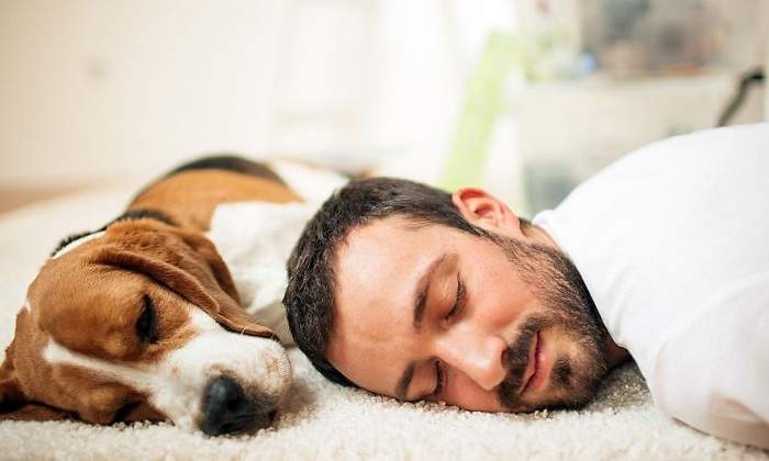 perro-chico-alfombra-getty.jpg