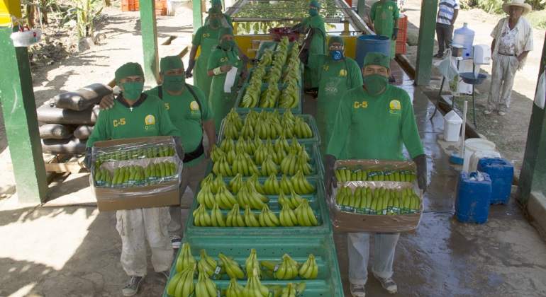 platanos770.jpg