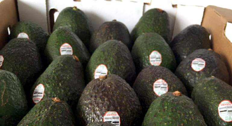 Aguacate-Notimex.jpg