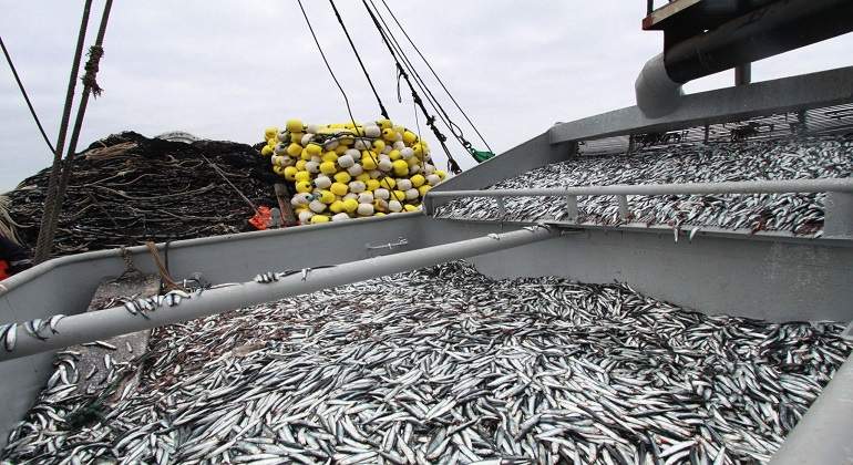 anchoveta770.jpg