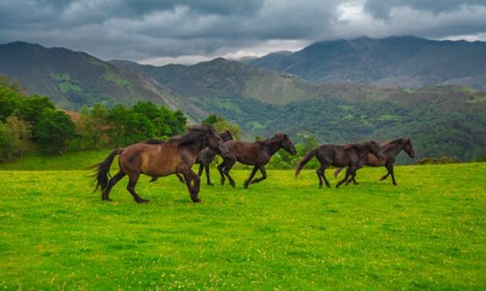 caballos-corren.jpg