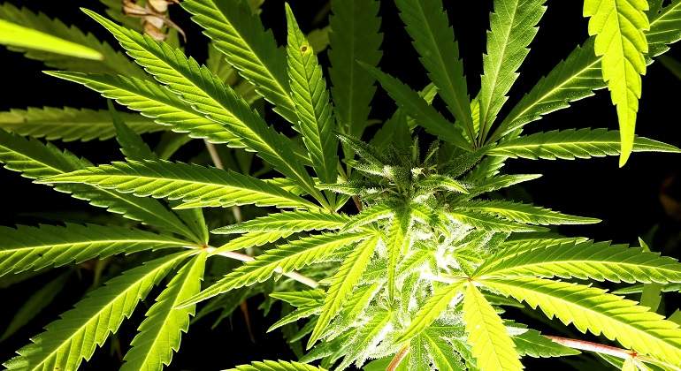Cannabis.jpg