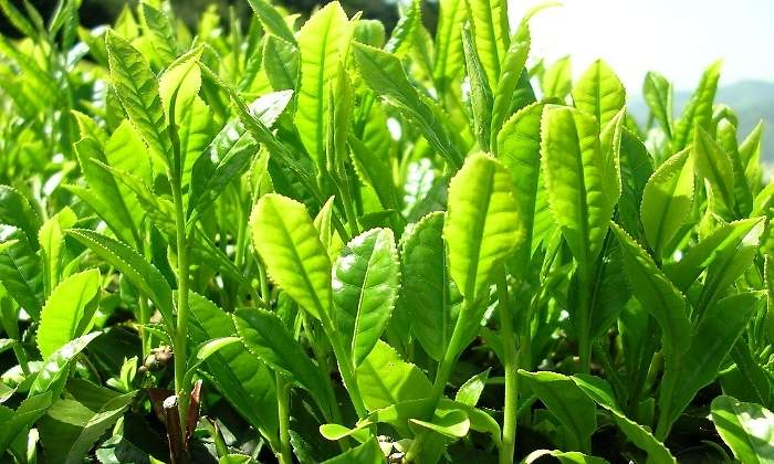 hojas-te-verde-770x420-pixabay.jpg