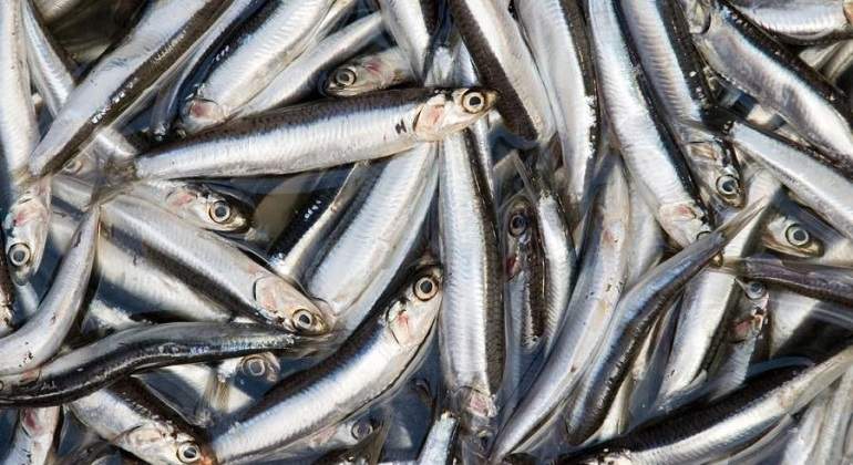Anchoveta