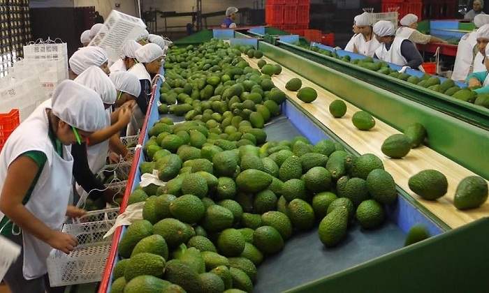palta_770.jpg
