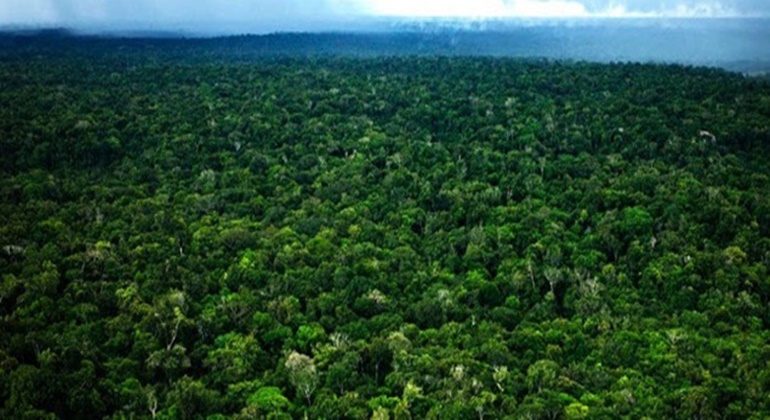 selva amazonia