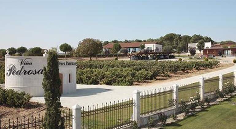 vina-pedrosa