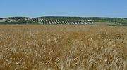 cereales-tritordeum-770.jpg