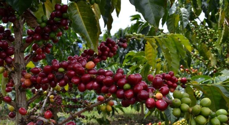 cafe-huila