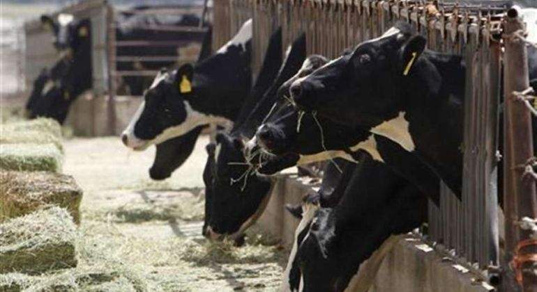 Vacas-Reuters.jpg