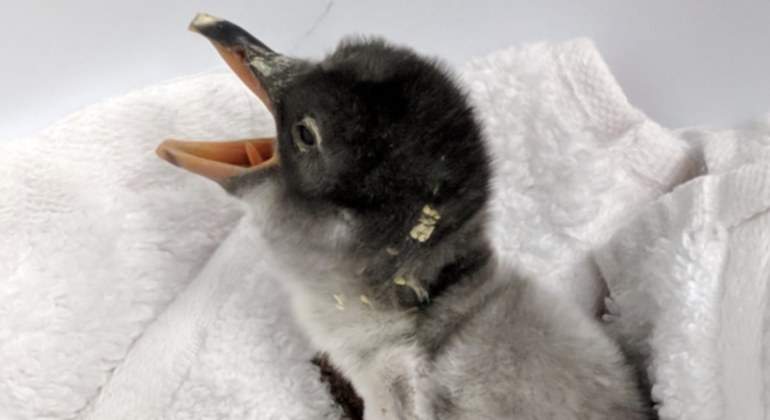 Cria de pingüino juanito, dos machos incubaron el huevo