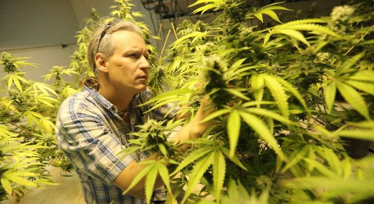 plantacion-marihuana-droja-canada-bloomberg-770x420.jpg