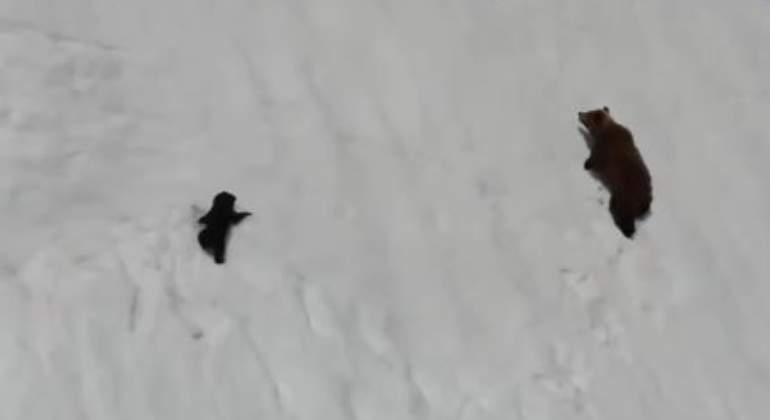 osos-drone.jpg