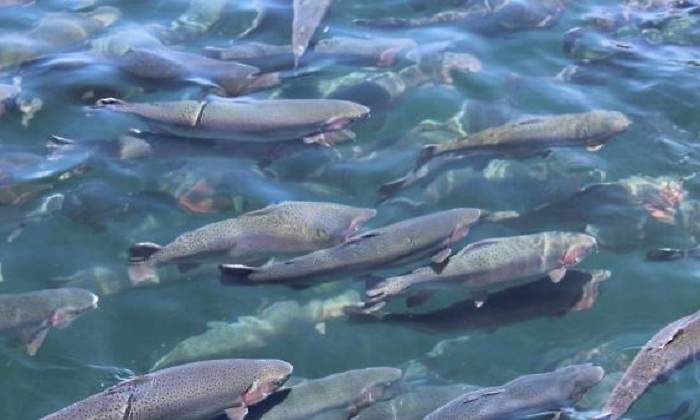 peces770.jpeg