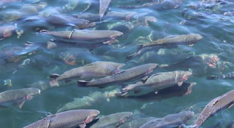 peces770.jpeg