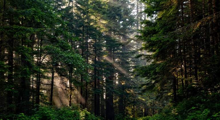 bosque-pixabay.jpg