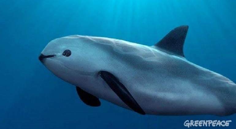 Vaquita-marina-770.jpg