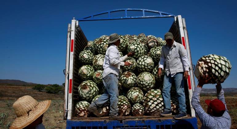 agave-mexicano-reuters-770.jpg