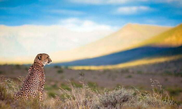 770x420-sudafrica-guepardo-campo.jpg