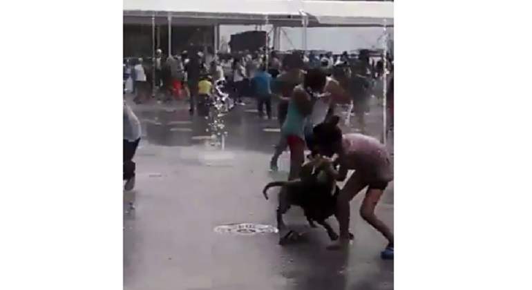 Pitbull ataca a una niña #Video