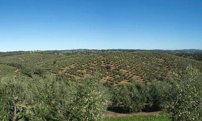 olivar-campo-andalucia-770.jpg