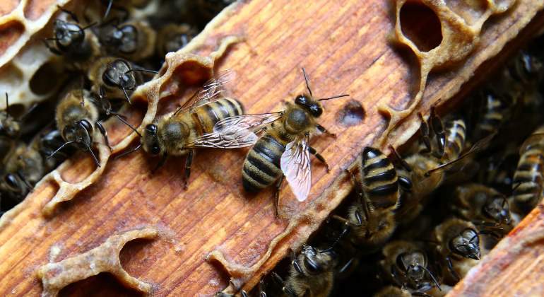 abejas-reuters.jpg