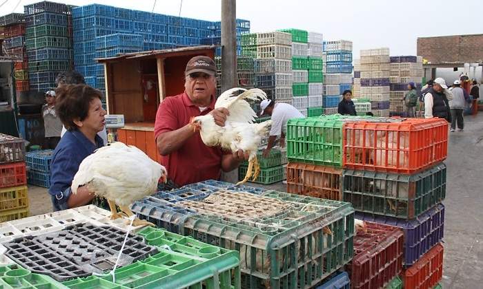 pollo770.jpg