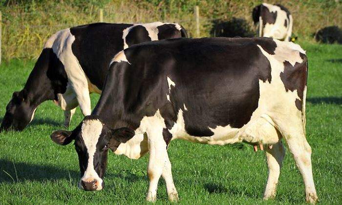 vaca-irlanda-770-dreamstime.jpg