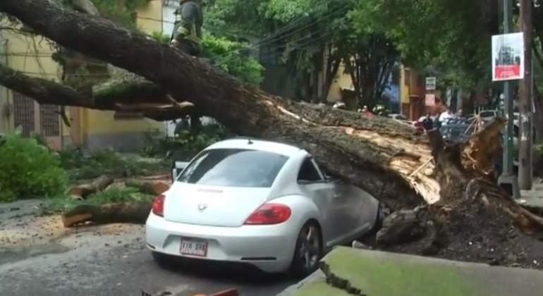 ARBOL-AUTO-CONDESA.jpg