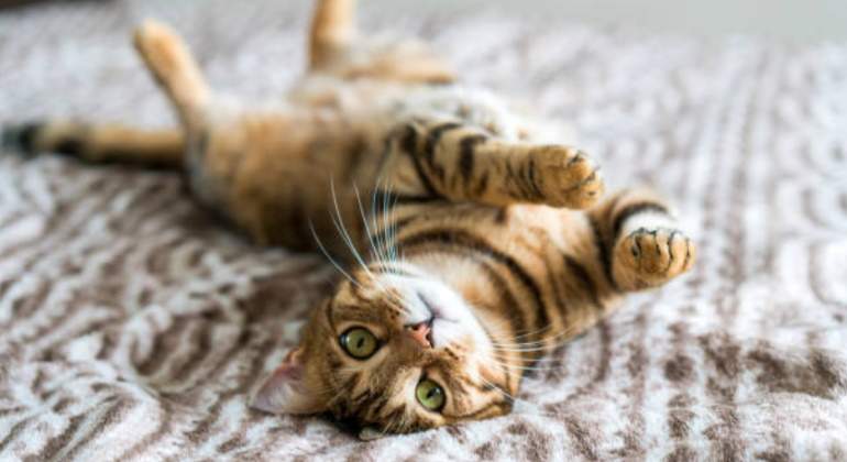 gato-istock-770.jpg