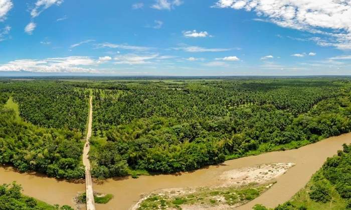 paisaje palmero