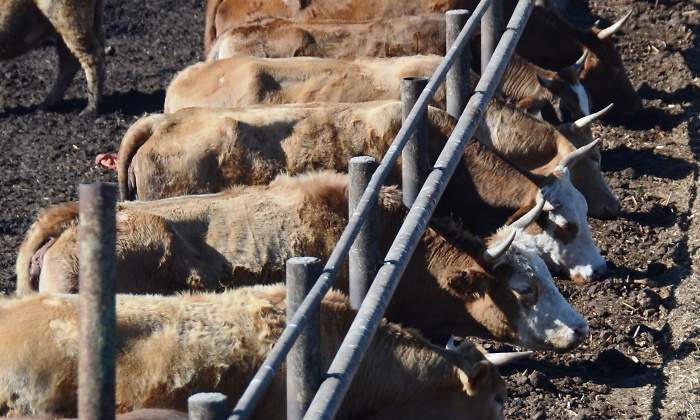 fabricas-vacas-Noamfein-Dreamstime.jpg