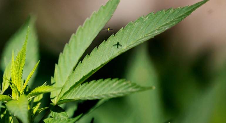 marihuana-droja-efe-770x420.jpg
