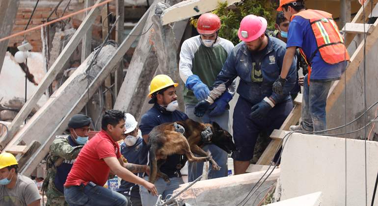 perro-rescatista770.jpg