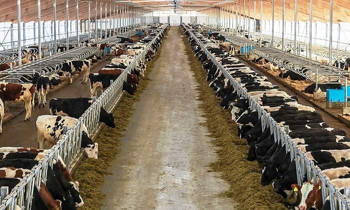 vacas-danone-granja-tyumen-rusia-bloomberg.jpg