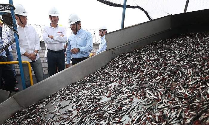 anchoveta