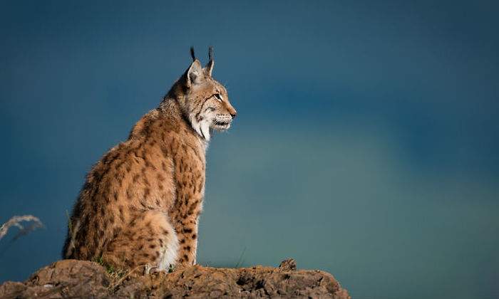 Lince