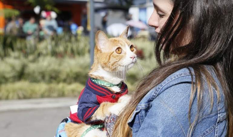 gato lindo