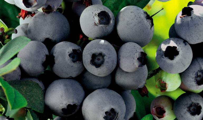 arandanos770.jpg
