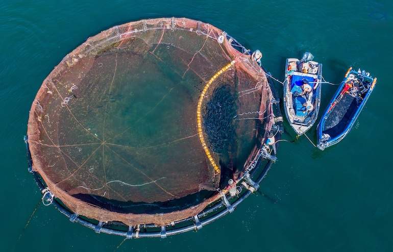 corvina.jpg