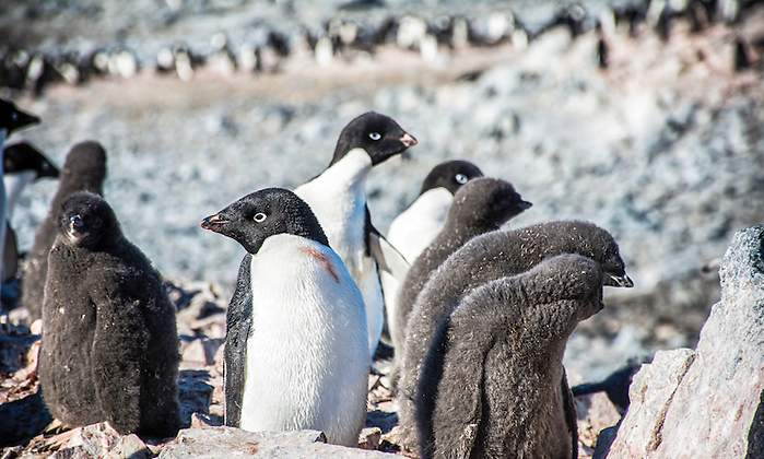 pinguino.jpg