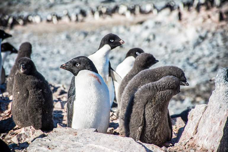 pinguino.jpg