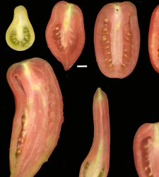 tomates.jpg