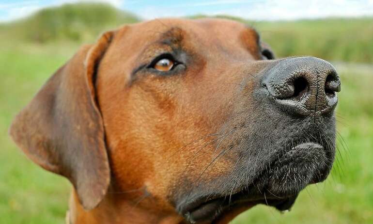 Perro marrón