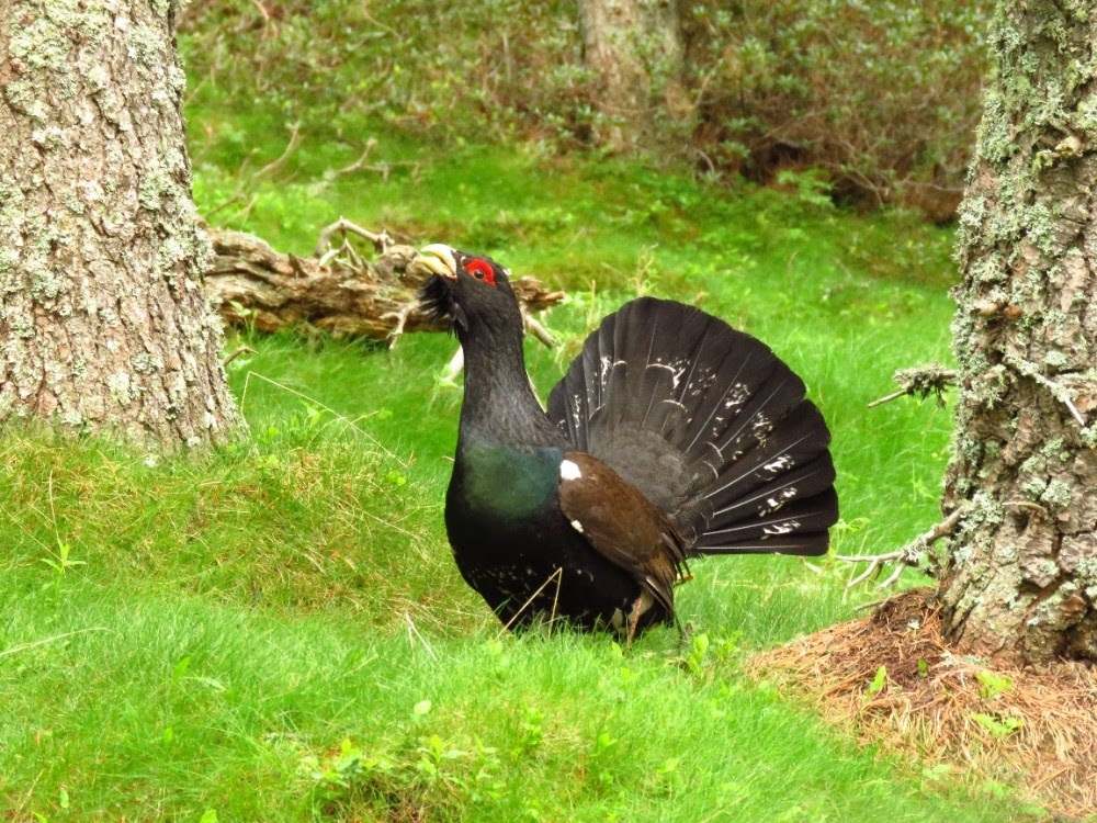 Urogallo cantábrico
